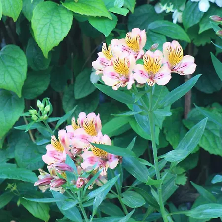 Βίλα Margalideto *